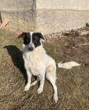 MONNIE, Hund, Mischlingshund in Rumänien - Bild 4