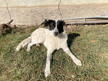 MONNIE, Hund, Mischlingshund in Rumänien - Bild 5