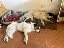 MONNIE, Hund, Mischlingshund in Rumänien - Bild 6
