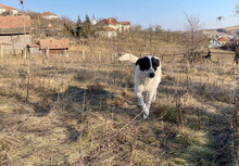MONNIE, Hund, Mischlingshund in Rumänien - Bild 7