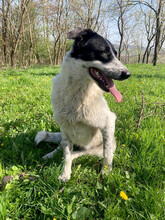 MONNIE, Hund, Mischlingshund in Rumänien - Bild 8