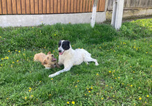 MONNIE, Hund, Mischlingshund in Rumänien - Bild 9