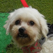 RUBI, Hund, Bichon Maltais in Spanien - Bild 1