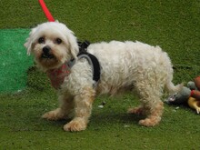 RUBI, Hund, Bichon Maltais in Spanien - Bild 2