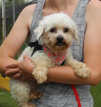 RUBI, Hund, Bichon Maltais in Spanien - Bild 3