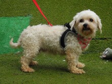 RUBI, Hund, Bichon Maltais in Spanien - Bild 4