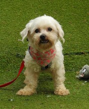 RUBI, Hund, Bichon Maltais in Spanien - Bild 5