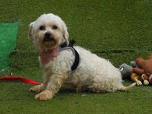 RUBI, Hund, Bichon Maltais in Spanien - Bild 6