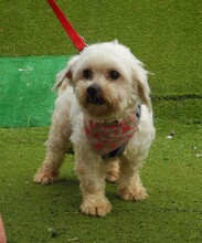 RUBI, Hund, Bichon Maltais in Spanien - Bild 7