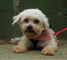 RUBI, Hund, Bichon Maltais in Spanien - Bild 8