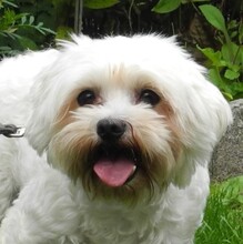 RUBI, Hund, Bichon Maltais in Kulmbach