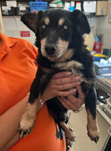 PAPI4, Hund, Dackel-Mix in Ungarn
