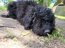 ARIEL, Hund, Puli(-Mix?) in Ungarn - Bild 1
