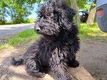 ARIEL, Hund, Puli(-Mix?) in Ungarn - Bild 10