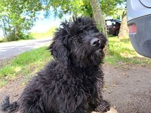 ARIEL, Hund, Puli(-Mix?) in Ungarn - Bild 2