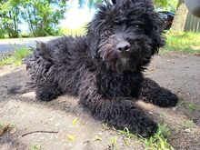 ARIEL, Hund, Puli(-Mix?) in Ungarn - Bild 3