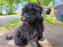 ARIEL, Hund, Puli(-Mix?) in Ungarn - Bild 4