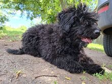 ARIEL, Hund, Puli(-Mix?) in Ungarn - Bild 5