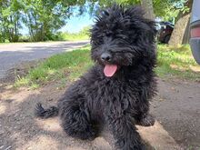 ARIEL, Hund, Puli(-Mix?) in Ungarn - Bild 6