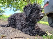ARIEL, Hund, Puli(-Mix?) in Ungarn - Bild 7