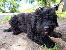 ARIEL, Hund, Puli(-Mix?) in Ungarn - Bild 8