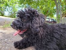 ARIEL, Hund, Puli(-Mix?) in Ungarn - Bild 9