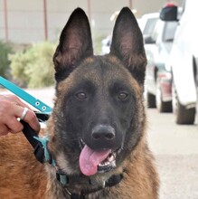 FRESA, Hund, Malinois in Spanien - Bild 1