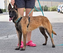 FRESA, Hund, Malinois in Spanien - Bild 2