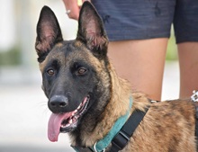 FRESA, Hund, Malinois in Spanien - Bild 3