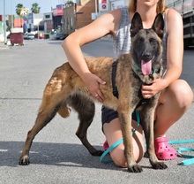 FRESA, Hund, Malinois in Spanien - Bild 4