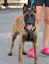 FRESA, Hund, Malinois in Spanien - Bild 5