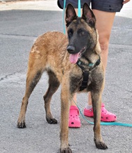 FRESA, Hund, Malinois in Spanien - Bild 6