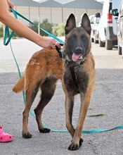 FRESA, Hund, Malinois in Spanien - Bild 7