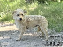 HUCULKA, Hund, Mischlingshund in Slowakische Republik - Bild 1