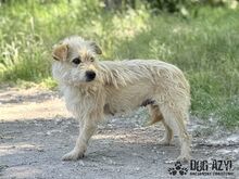 HUCULKA, Hund, Mischlingshund in Slowakische Republik - Bild 10