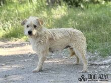 HUCULKA, Hund, Mischlingshund in Slowakische Republik - Bild 2
