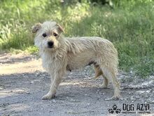HUCULKA, Hund, Mischlingshund in Slowakische Republik - Bild 3
