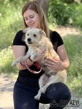 HUCULKA, Hund, Mischlingshund in Slowakische Republik - Bild 4