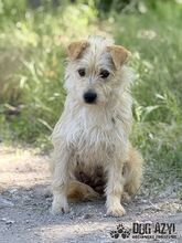 HUCULKA, Hund, Mischlingshund in Slowakische Republik - Bild 6