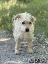 HUCULKA, Hund, Mischlingshund in Slowakische Republik - Bild 7