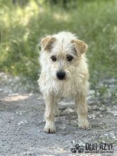 HUCULKA, Hund, Mischlingshund in Slowakische Republik - Bild 8