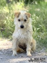 HUCULKA, Hund, Mischlingshund in Slowakische Republik - Bild 9