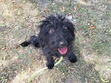 FLO, Hund, Puli-Mix in Ungarn - Bild 1