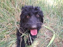 FLO, Hund, Puli-Mix in Ungarn - Bild 10