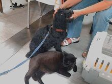 FLO, Hund, Puli-Mix in Ungarn - Bild 11