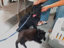 FLO, Hund, Puli-Mix in Ungarn - Bild 12