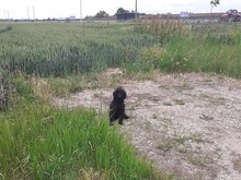 FLO, Hund, Puli-Mix in Ungarn - Bild 13