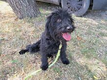 FLO, Hund, Puli-Mix in Ungarn - Bild 2