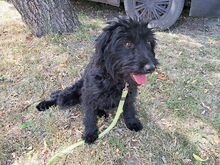 FLO, Hund, Puli-Mix in Ungarn - Bild 3