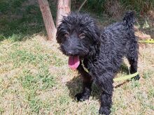 FLO, Hund, Puli-Mix in Ungarn - Bild 4